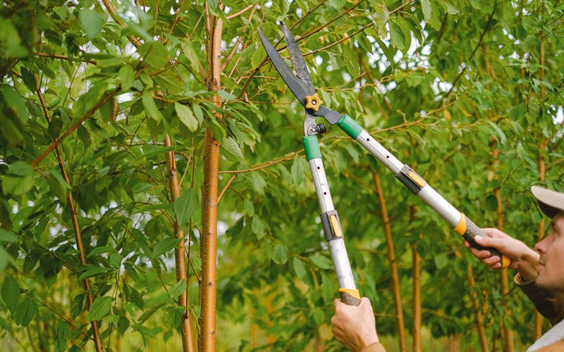 Tree trimming in Hazel Green, WI