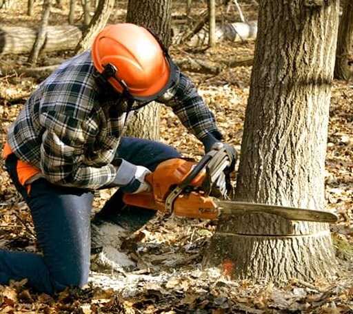 Tree Removal in Hazel Green, WI